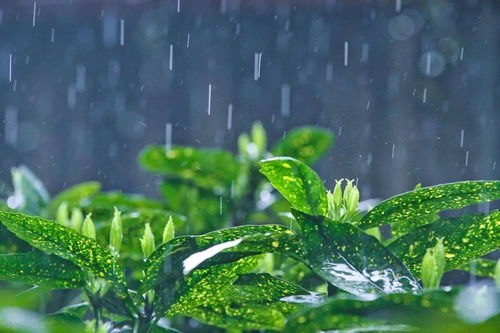 醒图怎么添加雨水效果